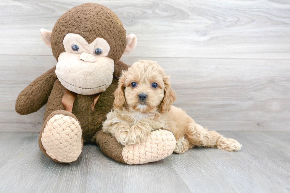 Cavapoo Pup Being Cute