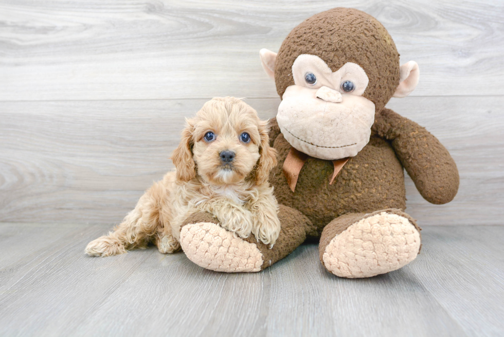 Petite Cavapoo Poodle Mix Pup