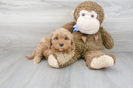 Sweet Cavapoo Baby