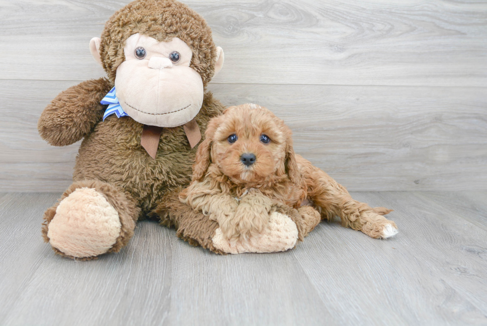 Popular Cavapoo Poodle Mix Pup