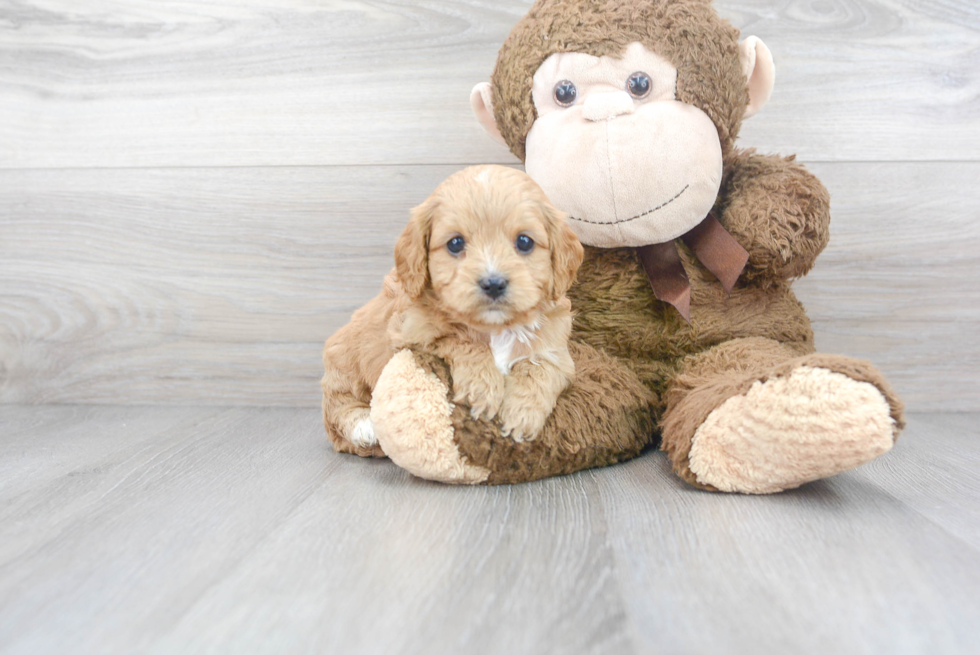 Best Cavapoo Baby