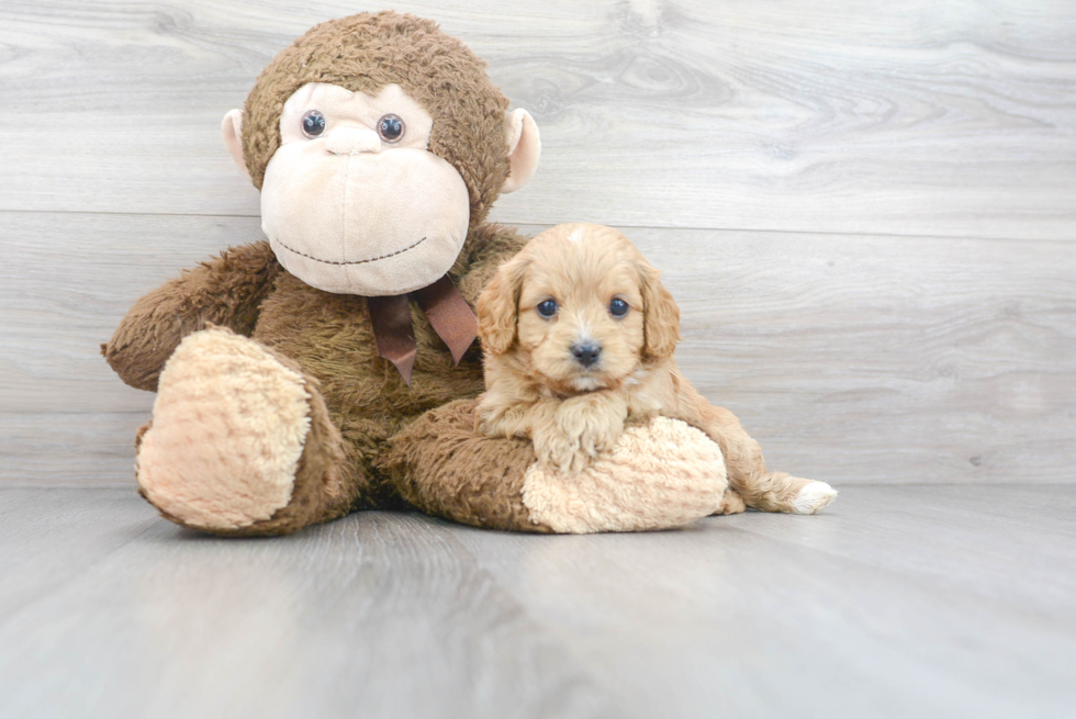 Cavapoo Pup Being Cute