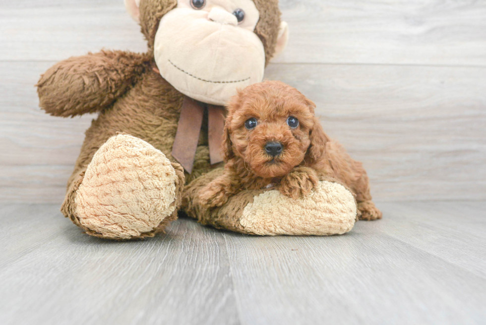 Best Cavapoo Baby