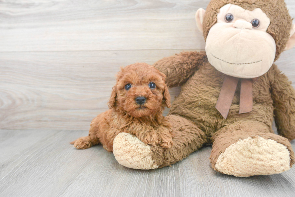 Cavapoo Puppy for Adoption