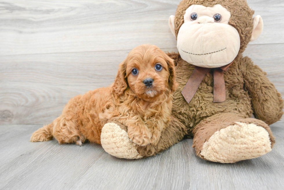 Happy Cavapoo Baby