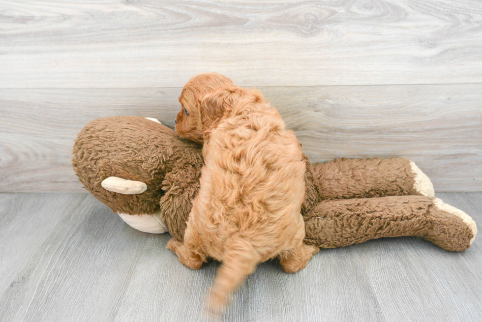 Cute Cavapoo Baby