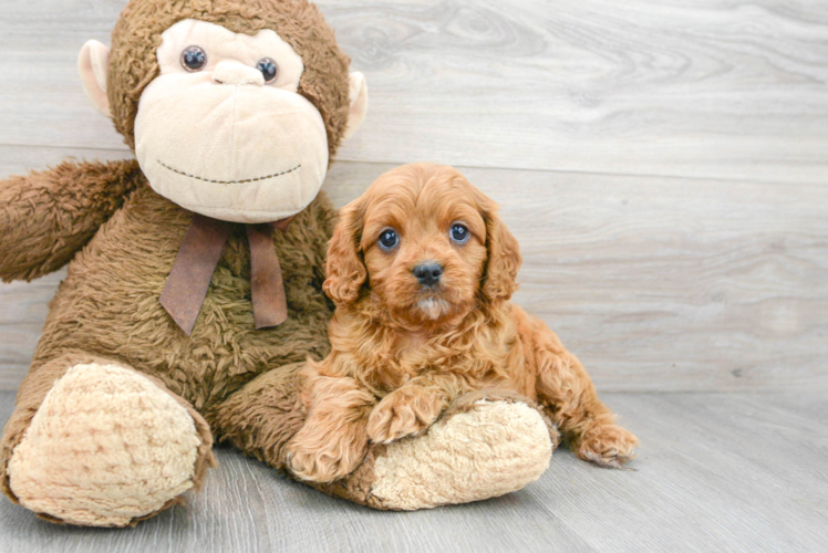 Cavapoo Pup Being Cute