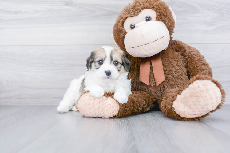 Energetic Cavoodle Poodle Mix Puppy