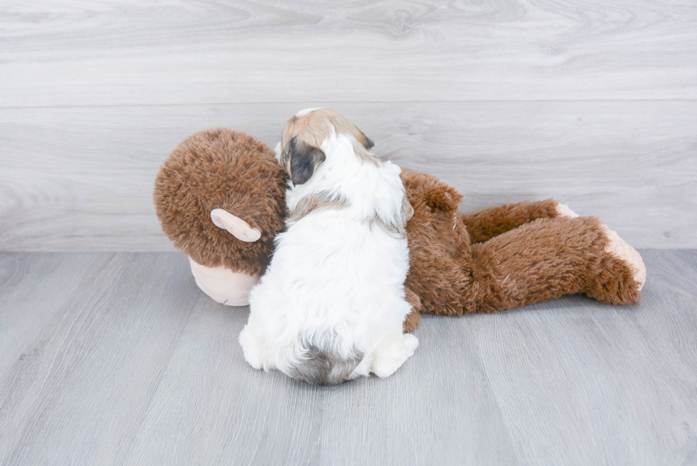 Happy Cavapoo Baby