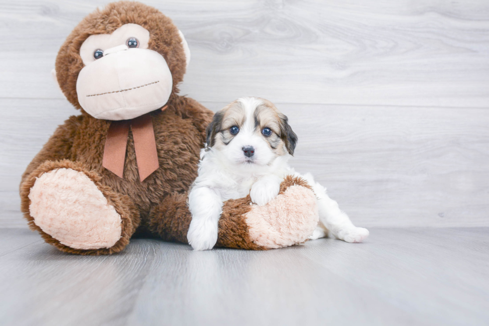 Sweet Cavapoo Baby