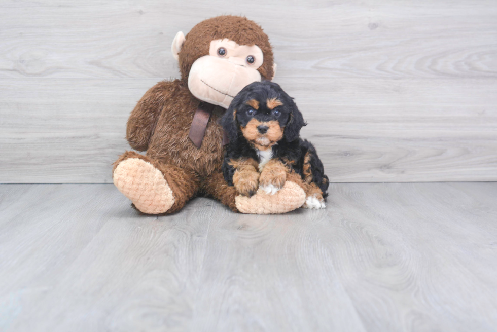 Cavapoo Puppy for Adoption