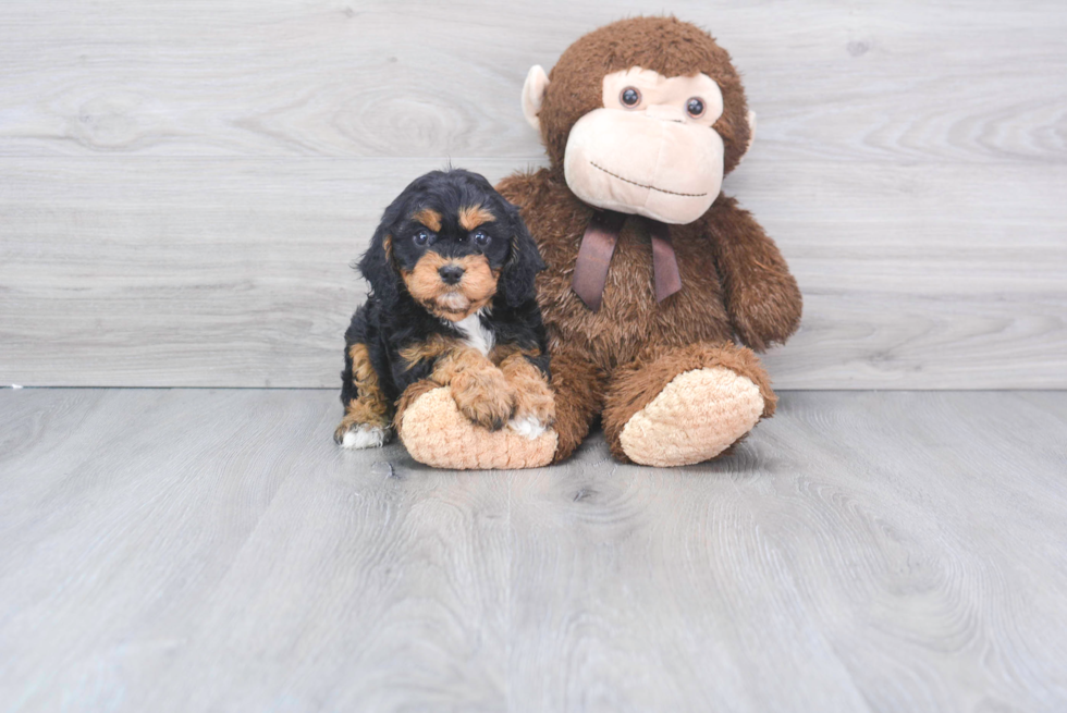 Popular Cavapoo Poodle Mix Pup