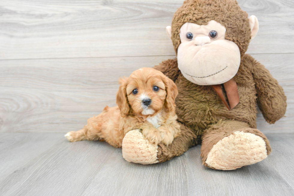 Adorable Cavoodle Poodle Mix Puppy