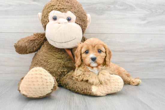 Petite Cavapoo Poodle Mix Pup