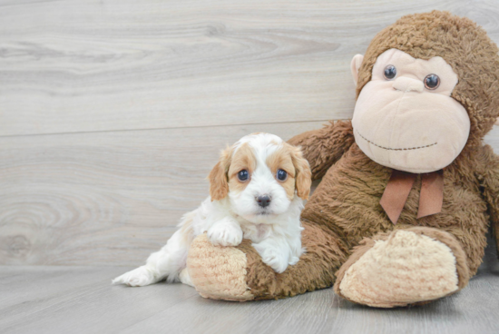 Cavapoo Pup Being Cute