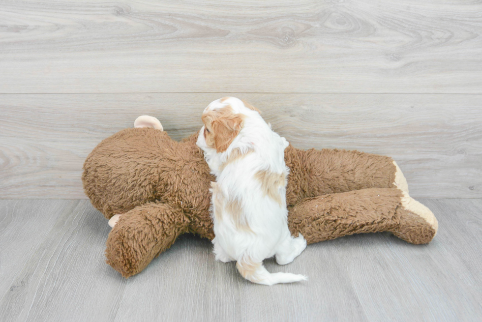 Friendly Cavapoo Baby