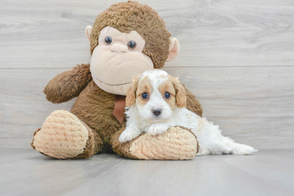 Cavapoo Pup Being Cute