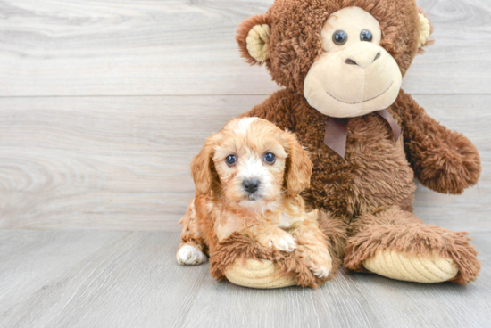 Best Cavapoo Baby