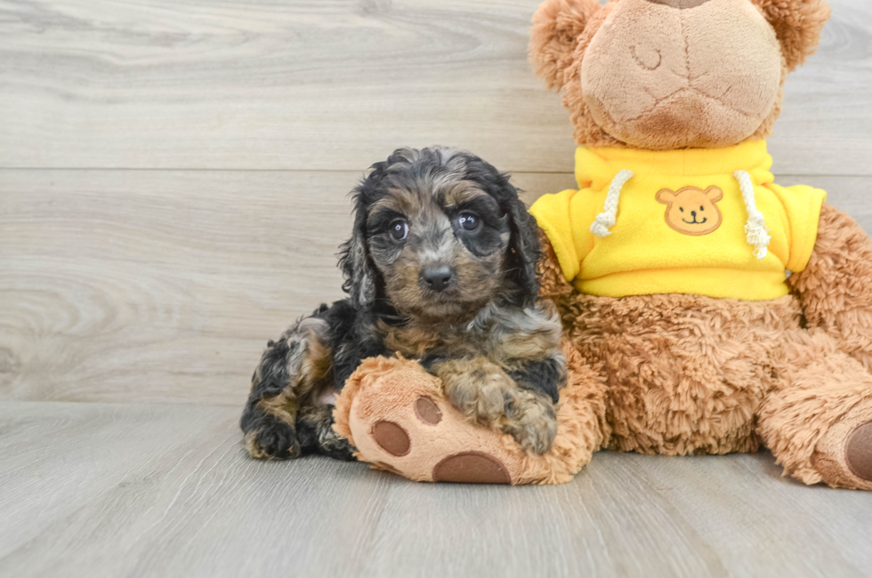 8 week old Cavapoo Puppy For Sale - Premier Pups