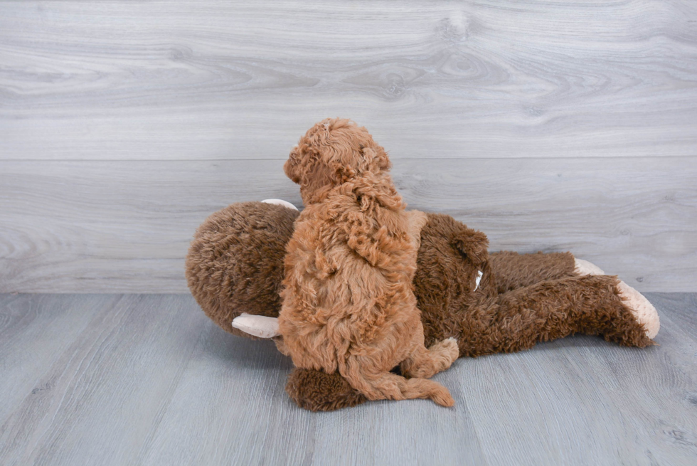 Smart Cavapoo Poodle Mix Pup