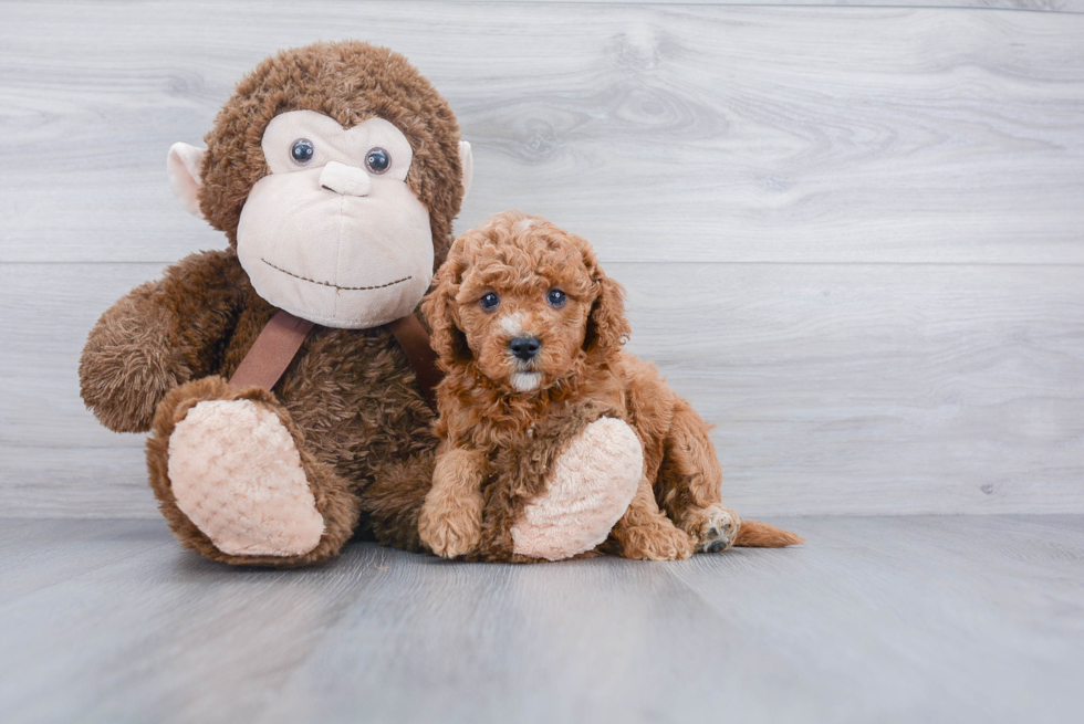 Friendly Cavapoo Baby