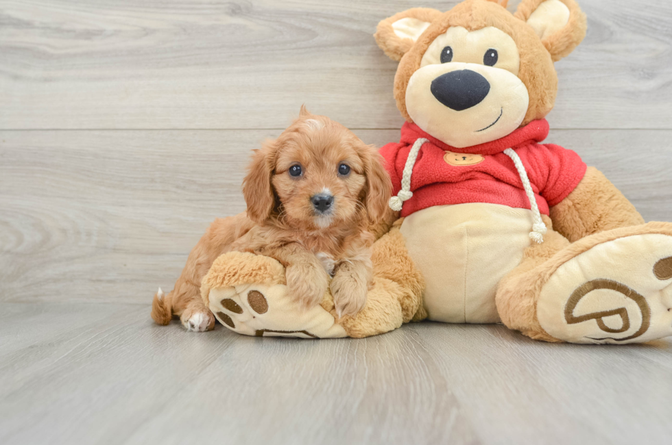 6 week old Cavapoo Puppy For Sale - Premier Pups