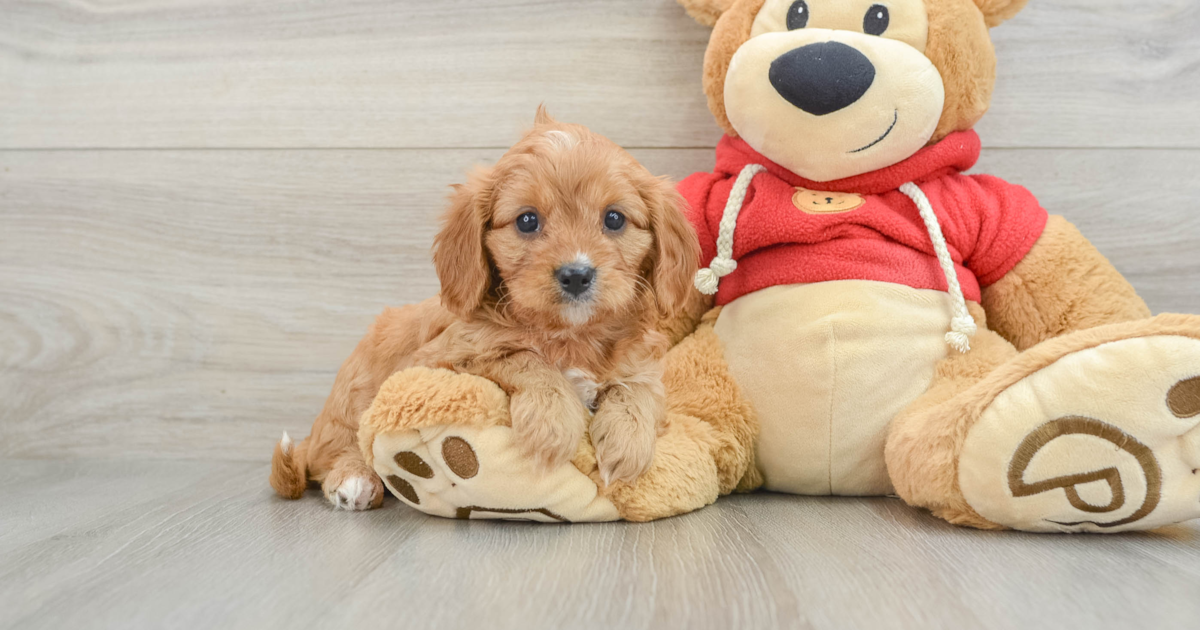 Cute Cavapoo Martini: 4lb 2oz Doodle Puppy