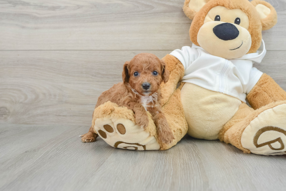 Sweet Cavapoo Baby