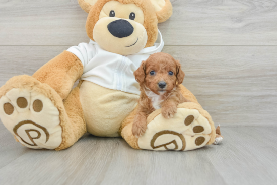 Playful Cavapoodle Poodle Mix Puppy