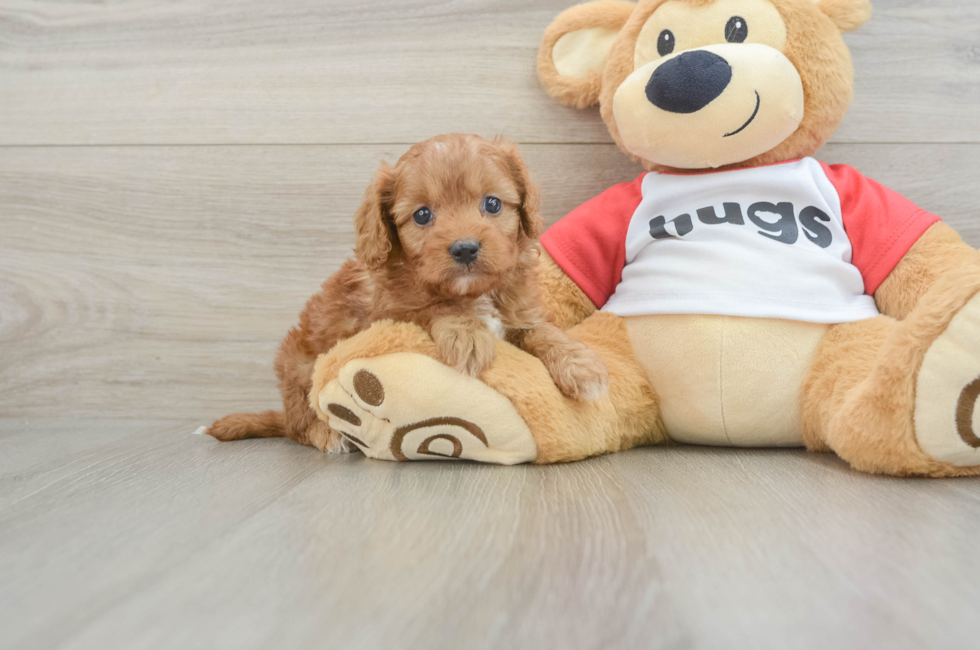 6 week old Cavapoo Puppy For Sale - Premier Pups