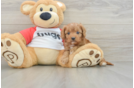 Best Cavapoo Baby