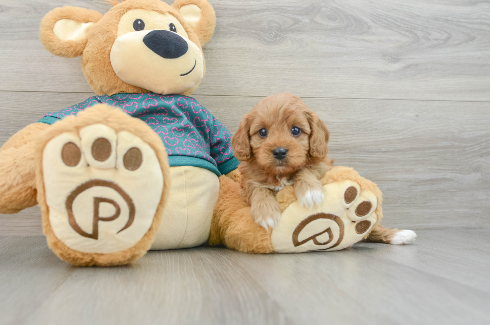 6 week old Cavapoo Puppy For Sale - Premier Pups