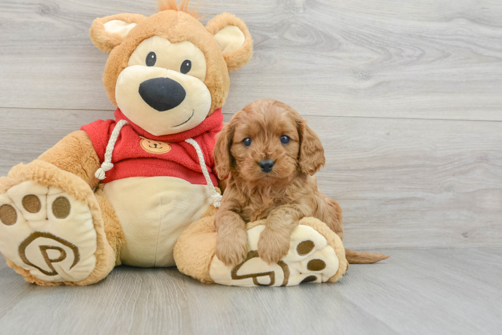 Hypoallergenic Cavadoodle Poodle Mix Puppy