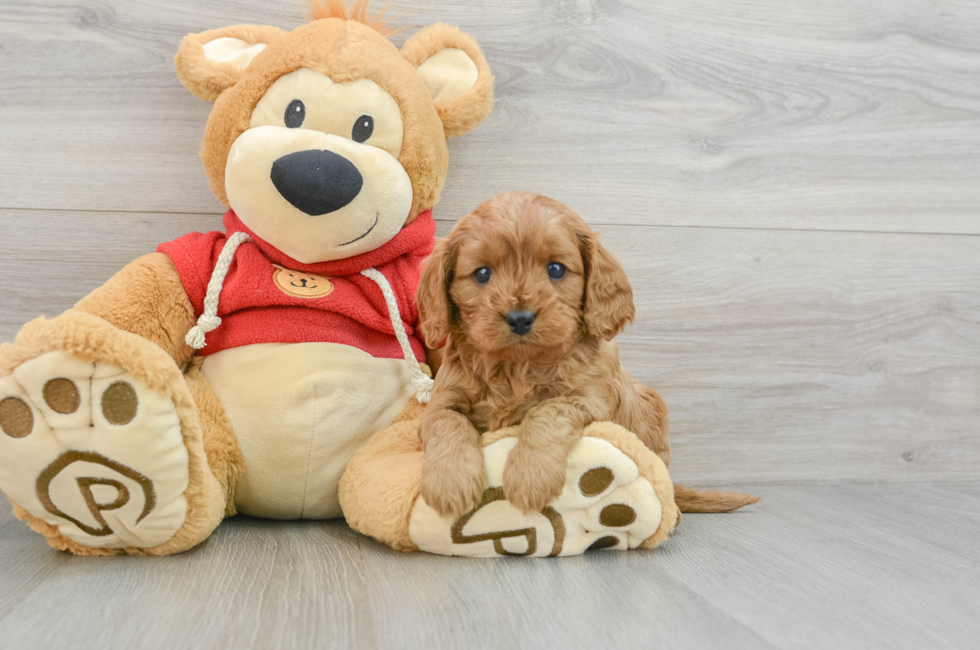 5 week old Cavapoo Puppy For Sale - Premier Pups