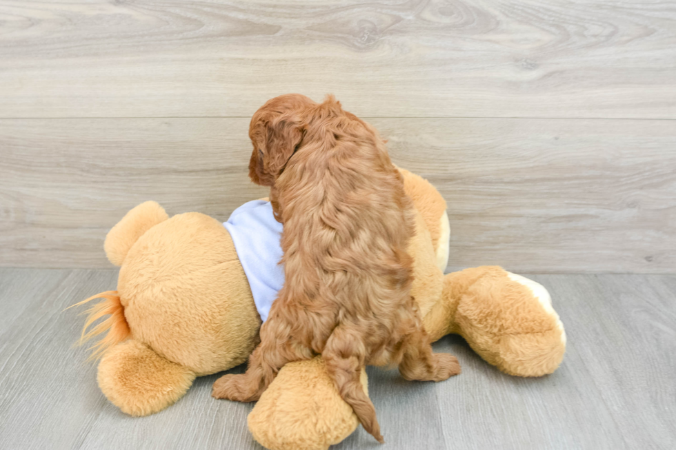 Cavapoo Pup Being Cute