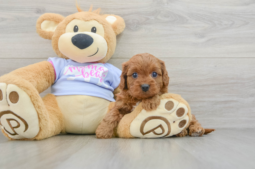 7 week old Cavapoo Puppy For Sale - Premier Pups