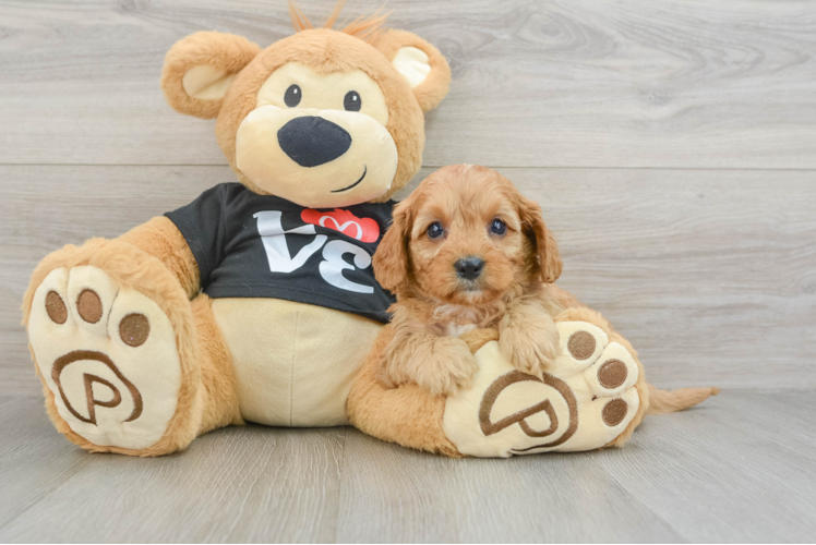 Energetic Cavoodle Poodle Mix Puppy