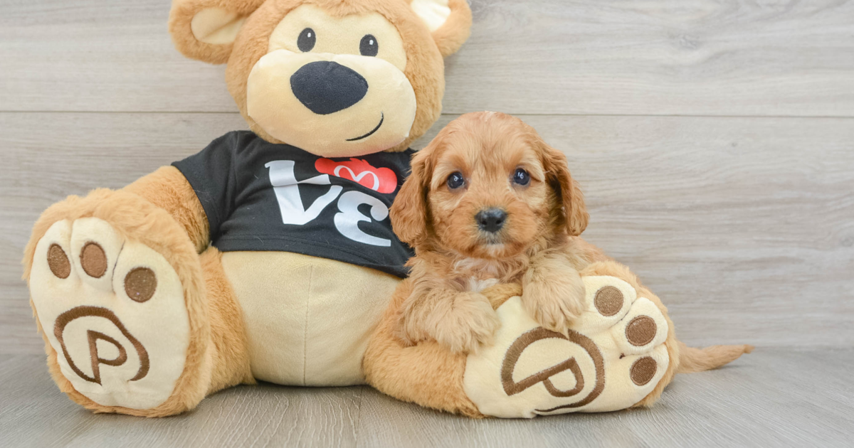 Playful Cavapoo Martini: 4lb 13oz Doodle Puppy