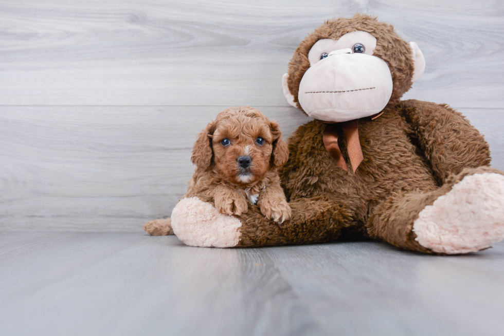 Popular Cavapoo Poodle Mix Pup