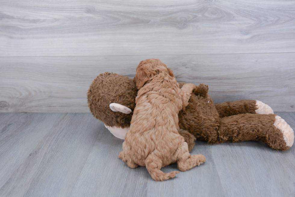 Cavapoo Pup Being Cute