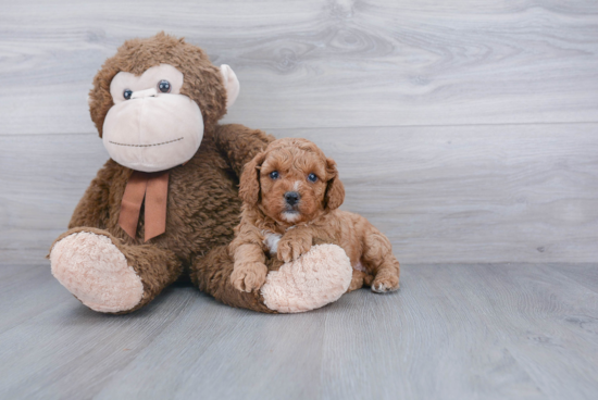 Best Cavapoo Baby