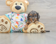8 week old Cavapoo Puppy For Sale - Premier Pups