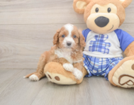 7 week old Cavapoo Puppy For Sale - Premier Pups