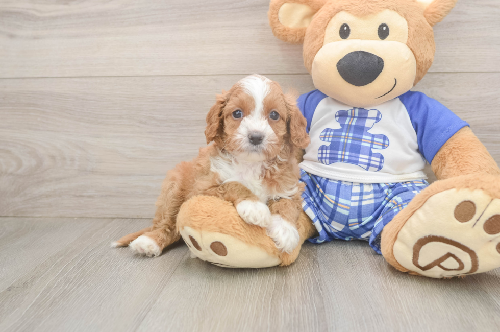 5 week old Cavapoo Puppy For Sale - Premier Pups