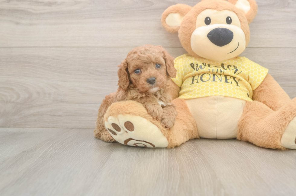 5 week old Cavapoo Puppy For Sale - Premier Pups
