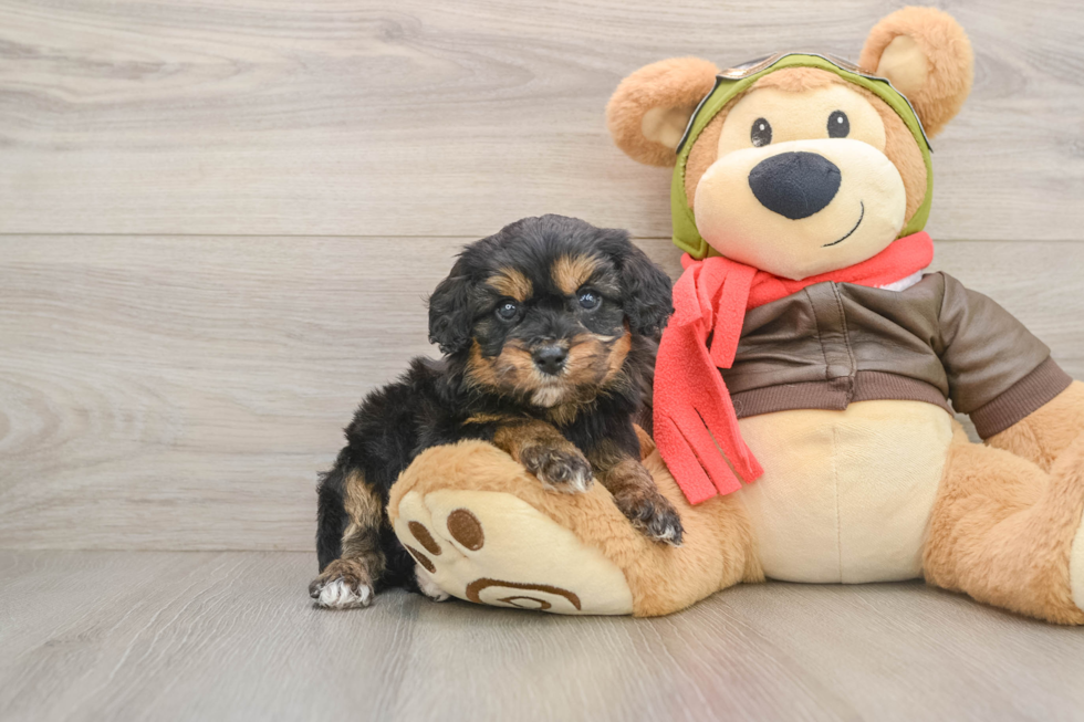 Sweet Cavapoo Baby