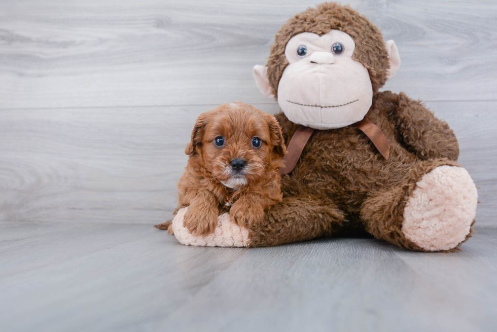 Smart Cavapoo Poodle Mix Pup