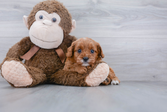 Fluffy Cavapoo Poodle Mix Pup