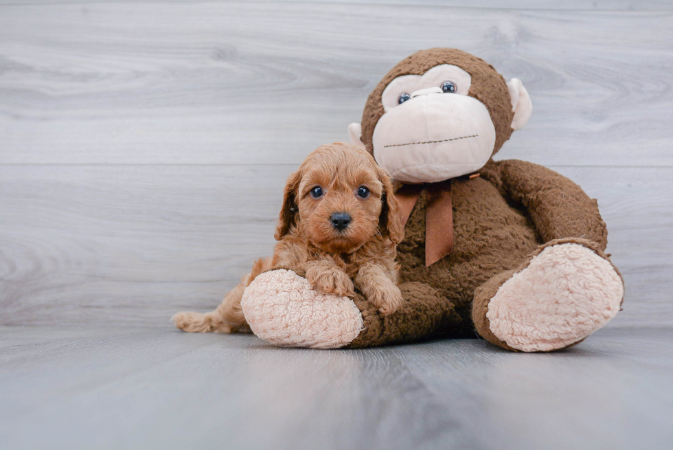 Cavapoo Puppy for Adoption