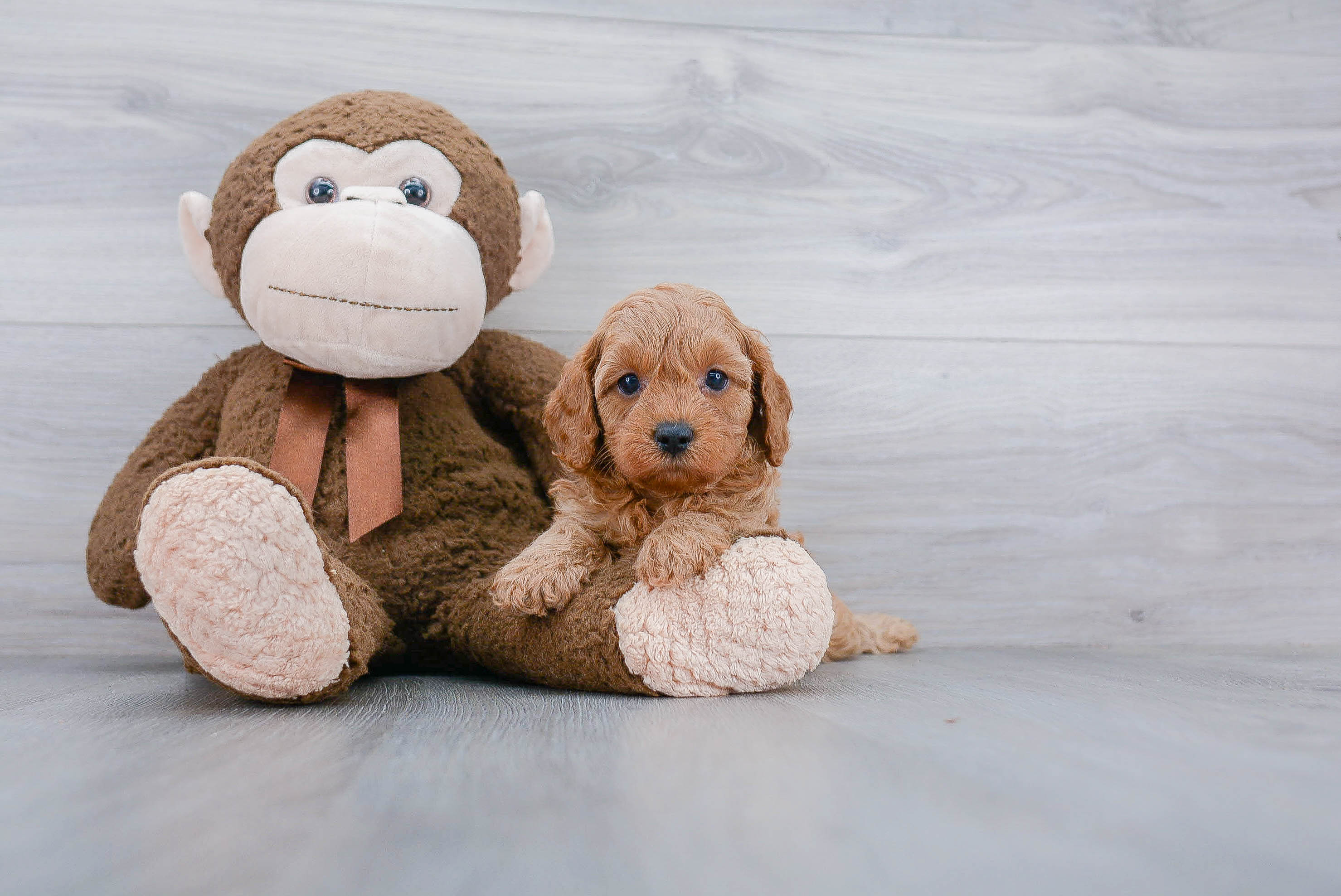 Energetic Cavoodle Poodle Mix Puppy